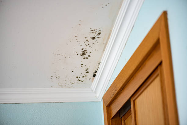 Best Black Mold Remediation in Irrigon, OR