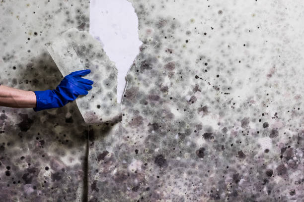 Best Post-Flood Mold Remediation in Irrigon, OR
